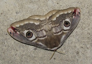 Saturnia (Eudia) pavoniella, Saturniidae